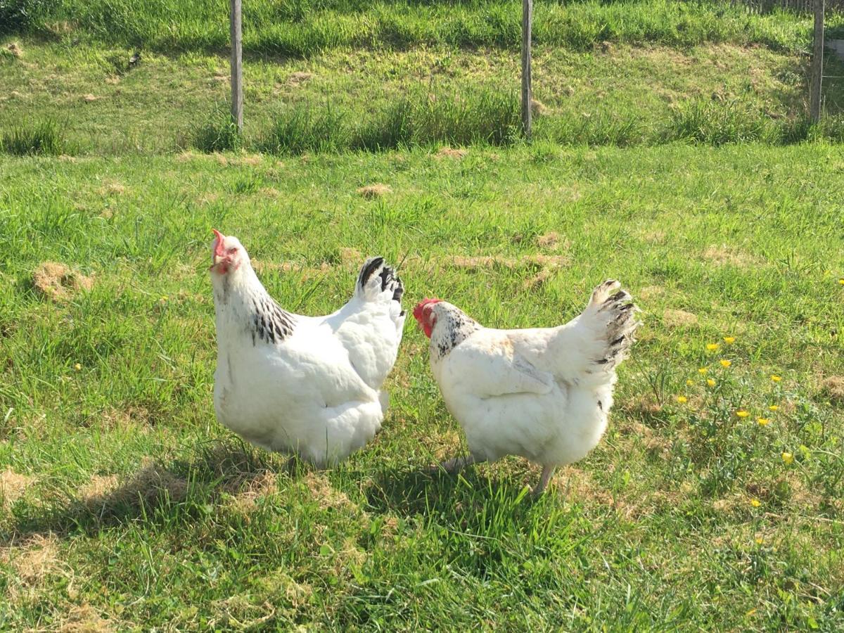 La Ferme Buissonniere Bed and Breakfast Bardou Εξωτερικό φωτογραφία